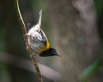 Close-up of bird perching on a branch