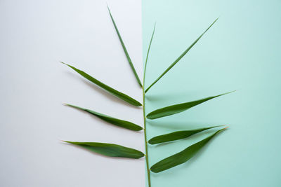 Close-up of plant against white background