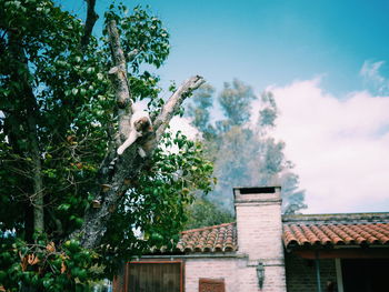 Low angle view of cat on tree against sky