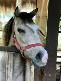 Close-up of horse