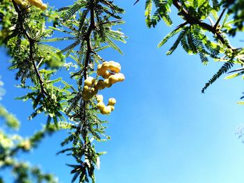 Low angle view of fruits hanging on tree against sky