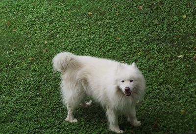 Dog on field