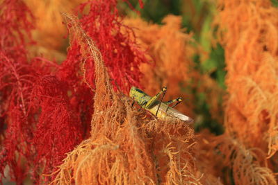 Close-up of red tied up on tree