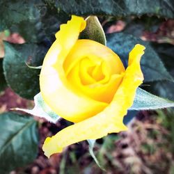 Close-up of yellow rose blooming outdoors