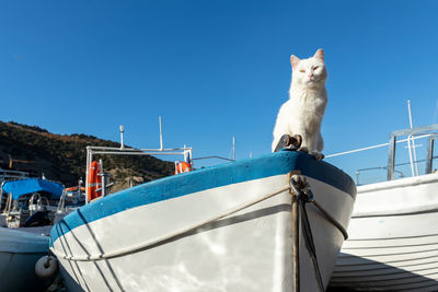 Cat standing against clear blue sky