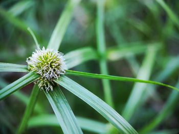 Close-up of white flower on field