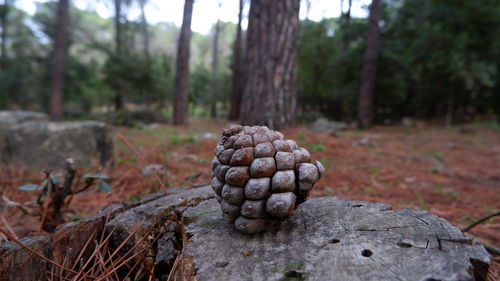 Close-up of pine cone on tree in forest