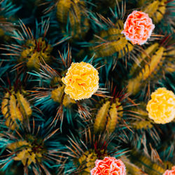 Tropical creative cactus background