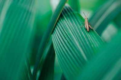 Close-up of insect on leaf