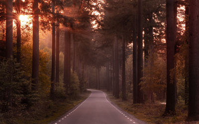 Empty road amidst trees in forest