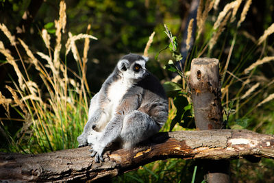 Lion sitting on tree