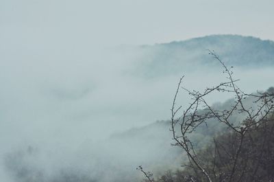 Low angle view of tree against sky