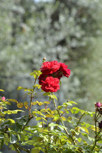 Close-up of red hibiscus blooming on tree