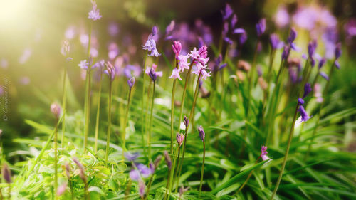 Close-up of purple flowers blooming in field