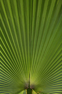 Full frame shot of palm tree leaf