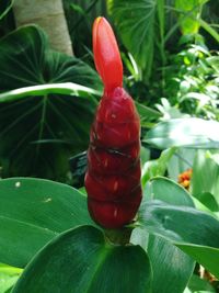 Close-up of red leaf on plant