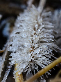 Close-up of snow on leaf during winter