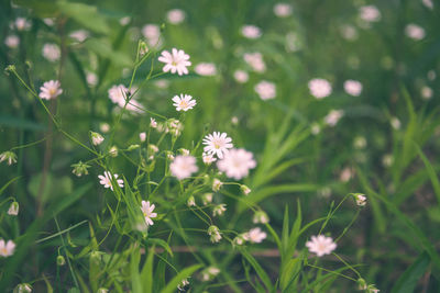 Close-up of white daisy flowers on field