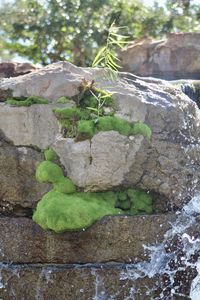 Close-up of leaves on rock