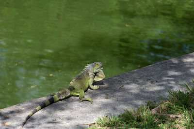 Side view of lizard on plant