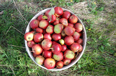 High angle view of apples in field