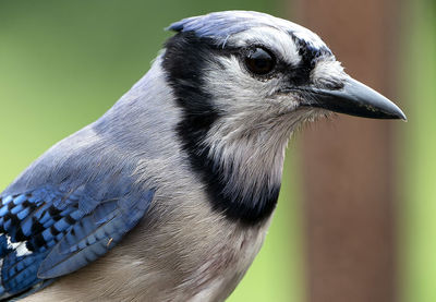 Close-up of bird