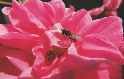 Close-up of insect on pink flower