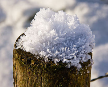 Close-up of frozen plant