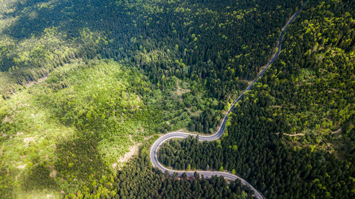 Aerial view of road amidst forest