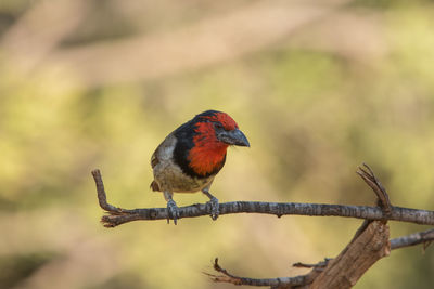 Close-up of bird perching on branch