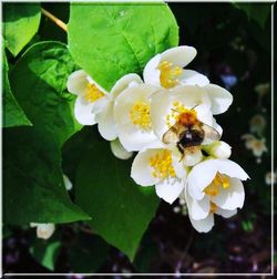 Close-up of white flowers blooming outdoors