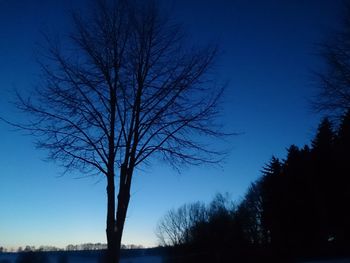 Silhouette bare trees against clear blue sky