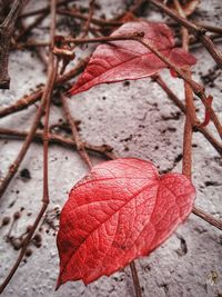 Close-up of red leaves