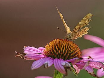 Close-up of butterfly pollinating on pink flower