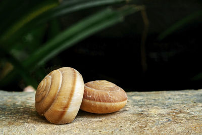 Close-up of shells on rock