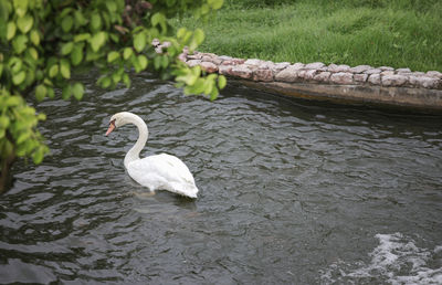 High angle view of swan floating on lake