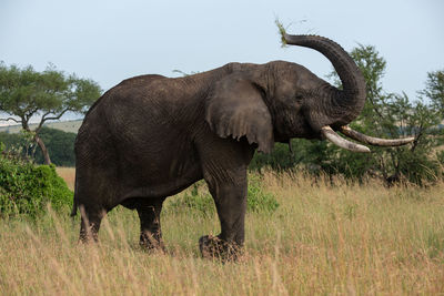 African elephant lifting trunk while eating grass