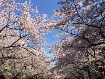 Low angle view of cherry blossoms