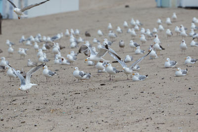 Flock of seagulls on beach
