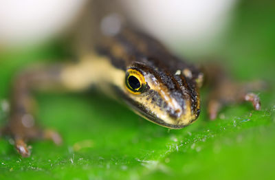 Close-up of an insect