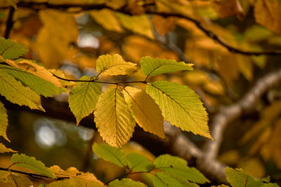 Close-up of autumnal leaves