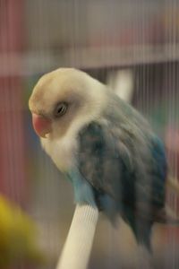 Close-up of a parrot in cage