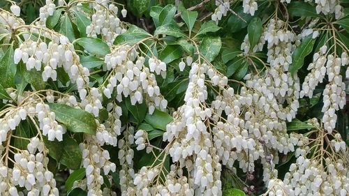 Close-up of white flowering plants