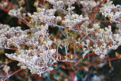 Close-up of flower buds growing outdoors