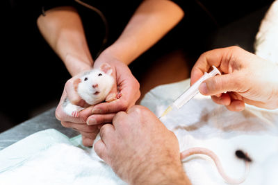 Crop hands of male vet doctor making injection for pet rat in clinic while owner holding animal