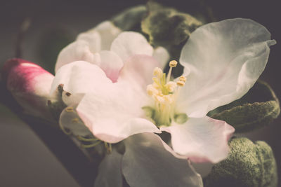 Close-up of pink flowers