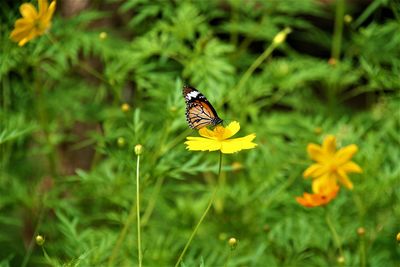 Butterfly pollinating on flower