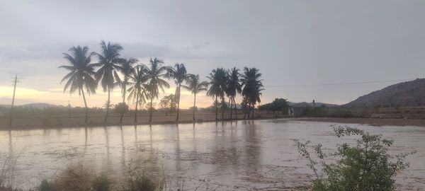 Scenic view of palm trees against sky during sunset