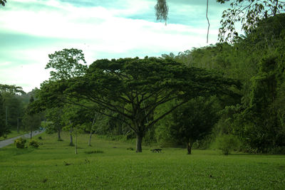 Trees on field against sky