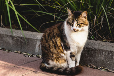 Portrait of cat sitting outdoors